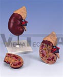 Kidney with Adrenal Gland Model, 2 part